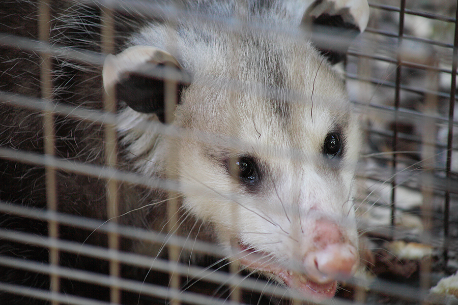 How to Trap Opossums, Opossum Traps